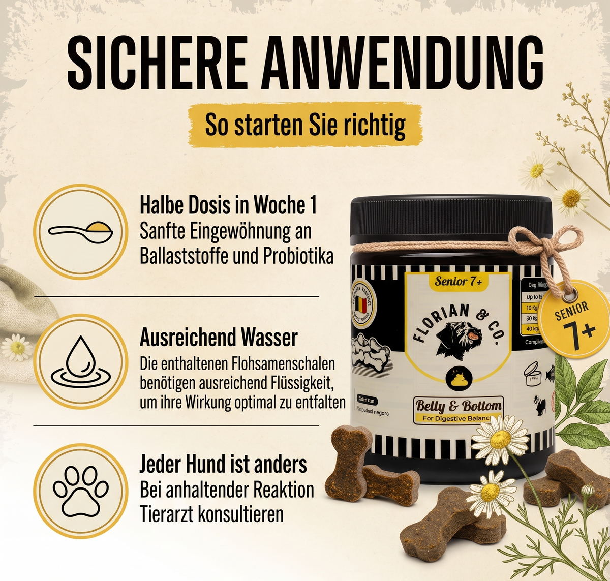 So gewöhnst du deinen Hund daran